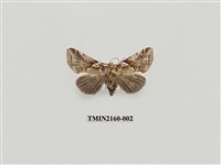 藏品(寬帶波紋蛾)的圖片